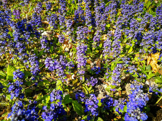 Obraz premium Ajuga Reptans wild purple flower blossomed