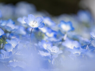 white flower on blue background