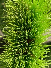 the green bristles of a red used scrubber against a white background