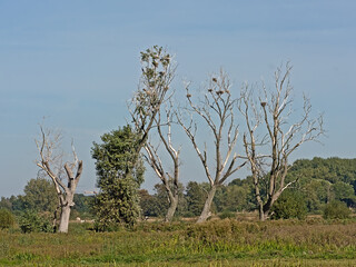 landscape with meadows in the marsh and dead trees with a cormorant colony in Bourgoyen nature...