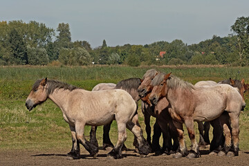 Obraz premium Group of heavy brown belgian horses in a meadow on a sunny day in Bourgoyen nature reserve, Ghent, Flanders, Belgium 