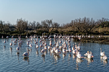 Fototapeta premium Flamants roses en Camargue