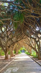 Trees in Botanical Garden.