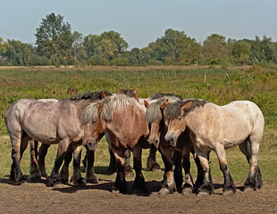 Naklejka na ściany i meble Group of heavy brown belgian horses in a meadow on a sunny day in Bourgoyen nature reserve, Ghent, Flanders, Belgium 