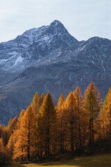 The colors of the foliage in the larch woods of Engadina: one of the most visited and famous valleys in the Swiss Alps, near the town of Sils Maria, Switzerland - October 2021.