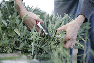 common sage or salvia officinalis