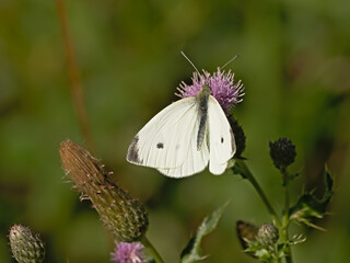 Garden white butterfly getting nectar from a pink thistle flower - Pieris