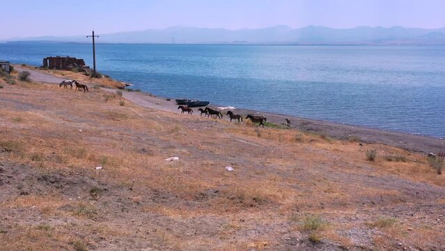  Aerial shot wild horses in nature. Aerial view wild horses near water ( lake or sea). Horses in abandoned places. Drone fly over horses near near an abandoned boat. Sevan lake, Armenia, Caucasus.