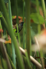 tropical bird on a branch, Hummingbird closed up, Kolibri macro, tropical Garden, Eden, nature 
