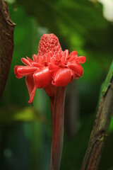 Big red tropical flower macro, closed up, Seyshellen 
