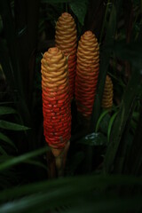 tropical garden closed up 