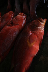 close up of a fish, Fish market, Seychellen
