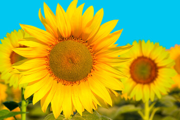 Naklejka premium Field of blooming sunflowers with blue sky