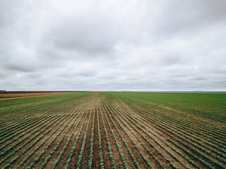 plowed field of soybean plantation and clouded sky