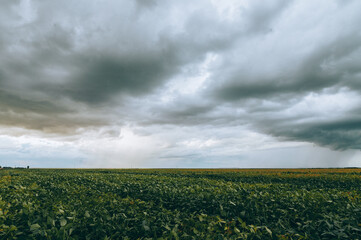clouds over the field of soybean plantation