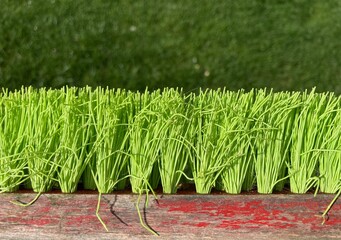 the green bristles of a red used scrubber against a green background