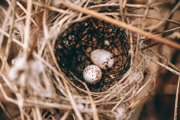 eggs in the nest close up