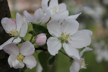 beautiful spring flowers on a branch of an apple tree. apple tree blossoms. close-up
