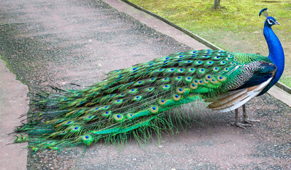 Peacock walking sideways with its wings closed