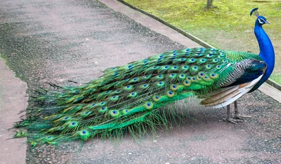 Gordijnen Peacock walking sideways with its wings closed © Hokusai Design