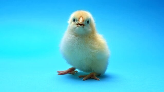 Newborn poultry yellow chicken beak on blue studio background. Beautiful adorable little chick for design decorative theme. Easter, farm concept