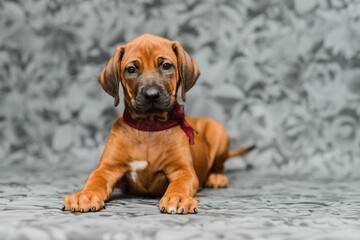 Cute rhodesian ridgeback puppy lyiing on grey background