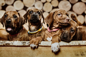 Several rhodesian ridgeback puppies sitting in raw on wooden background
