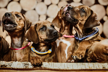 Several rhodesian ridgeback puppies sitting in raw on wooden background