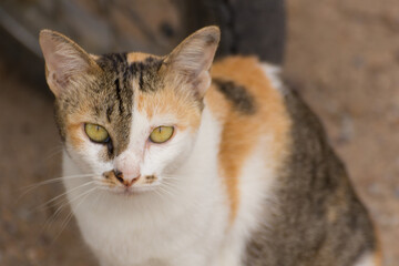 Naklejka na ściany i meble Thai cat, animal pet