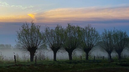 Foggy morning in a Dutch polder near Den Bosch © Jos