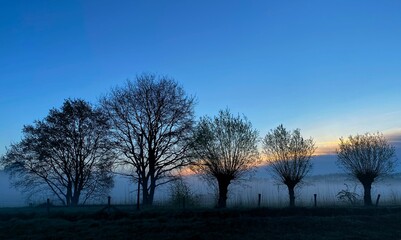 Foggy morning in a Dutch polder near Den Bosch