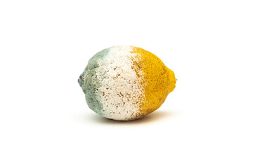 Lemon covered with mold on a white background