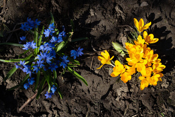 Yellow and blue blooming flowers in the garden. Yellow crocuses and blue snowdrops grow side by...