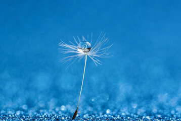 Beautiful dew drops on dandelion seed macro. Beautiful soft blue background. Water drops on parachutes dandelion. soft focus on water droplets. abstract background. Macro nature. Vertical
