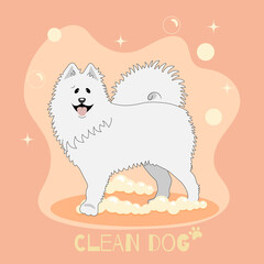 washed white dog samoyed