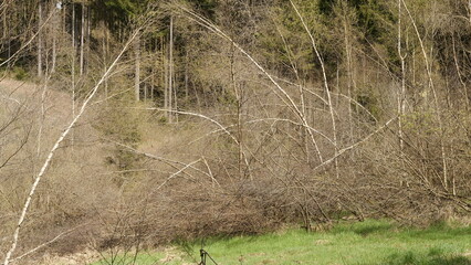Gebeugte Birken
