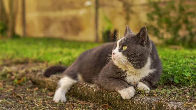 Cute cat rest in the meadow