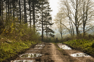 Fototapeta premium Waldweg nach dem Regen.