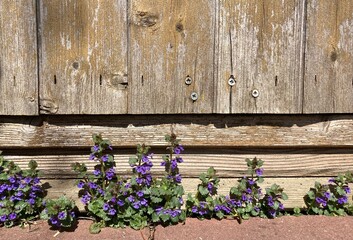 Fototapeta na wymiar small purple flowering herbs in front of old washed out wooden wall