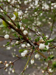 blooming tree in late April