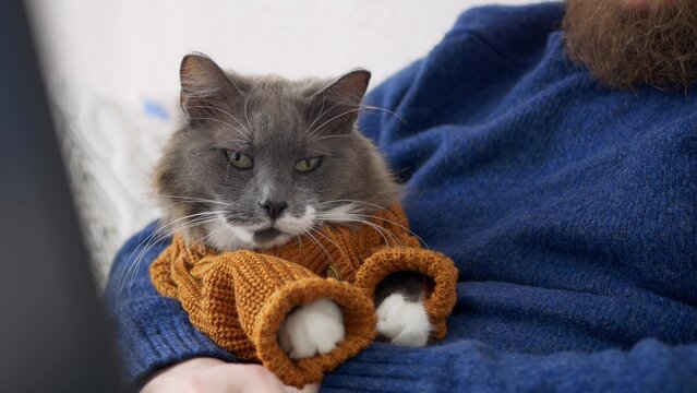 A Beautiful Gray Cat In The Arms Of A Man In A Blue Sweater. Fluffy Cat In A Suit For Domestic Cats In The Form Of A Brown Knitted Cardigan. Cats Are Dressed Like Humans In Order Not To Feel Lonely.