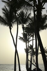 silhouette of palm trees at sunset
