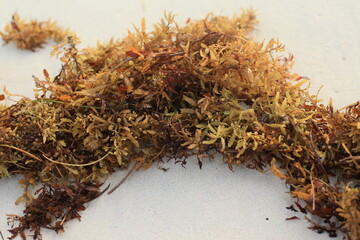 Sargassum closed up, beach in Punta Cana, seaweed Punta Cana macro, white Sand beach with the closed up seaweed 