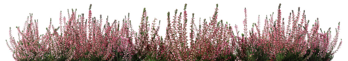 Heathers with beautiful flowers on white background, collage Banner design