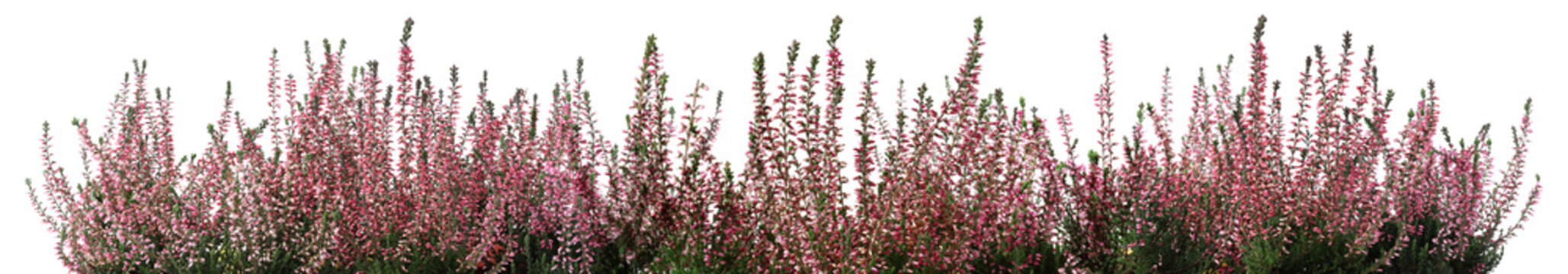 Heathers with beautiful flowers on white background, collage Banner design