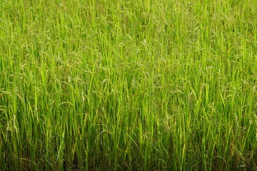 background of rice fields in the field	