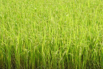 background of rice fields in the field	