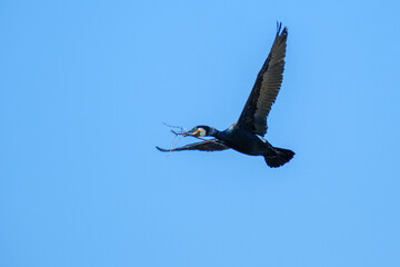 Cormorant - Aalscholver