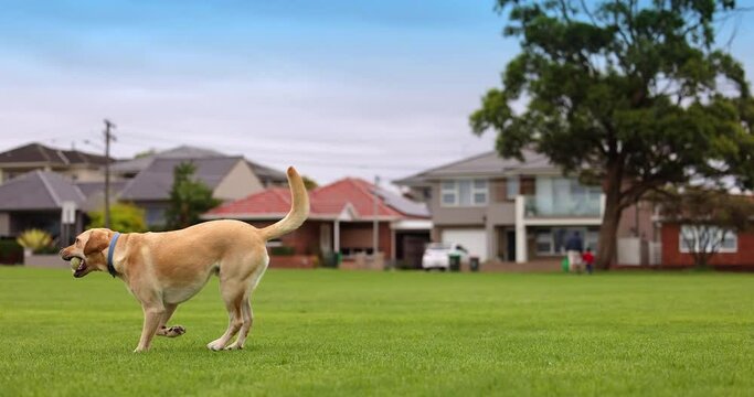 Labrador Dog playing fetch with Ball in Park