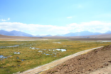  road in the Atacama Desert, with typical yellow colored vegetation, colorful blue sky with clouds . Atacama Desert, Chile, South America